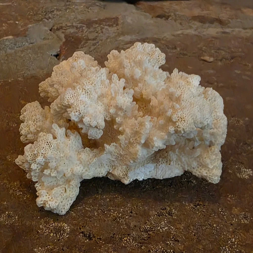 Natural White Cauliflower Coral Specimen Coastal Nautical Home Decor Accent 3.5